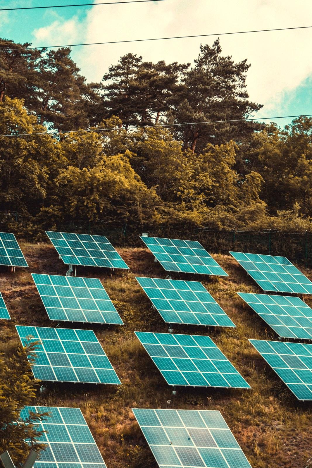Campo de paneles solares rodeado de bosque
